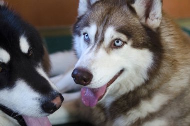 İri bir köpeğin portresi.