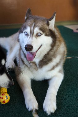 İri bir köpeğin portresi.