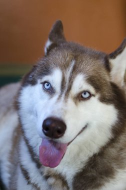 Alaska malamute büyük köpek