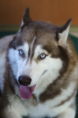 Alaska malamute büyük köpek