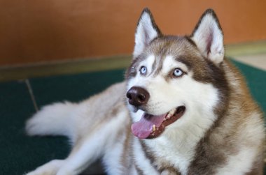 Alaska malamute büyük köpek
