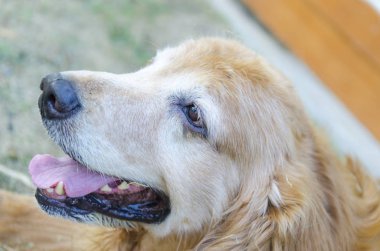 Bir köpeğin portresi.