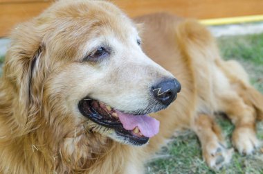 Bir köpeğin portresi.