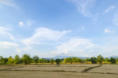 Tayland güzel sarı pirinç çeltik alanı