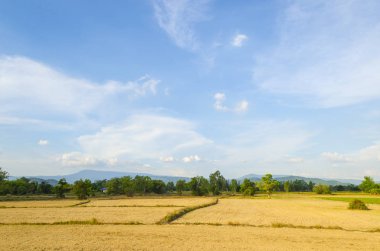 Tayland güzel sarı pirinç çeltik alanı