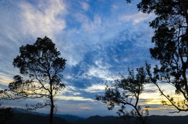 Ağaçlar güzel günbatımı arkaplanı