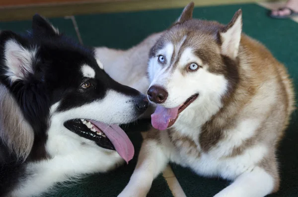 Alaska malamute büyük köpek