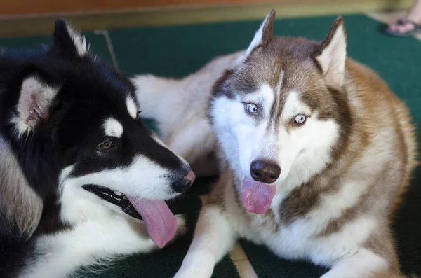 Alaszkai Malamute Nagy Kutya — Stock Fotó