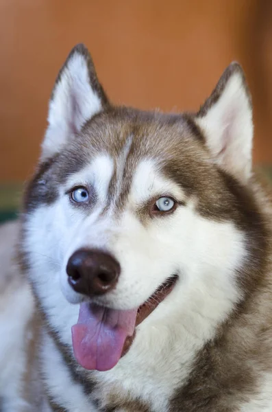 Sibirya Husky köpeğinin portresi