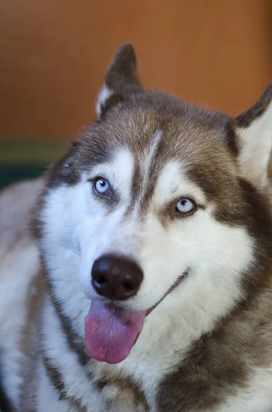 Alaska malamute büyük köpek