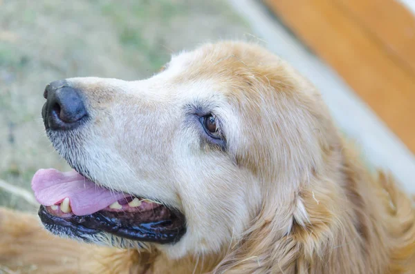 Portrait Dog — Stock Photo, Image