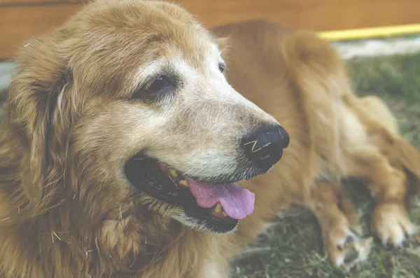 Golden Retriever Dog Close — Stock Photo, Image