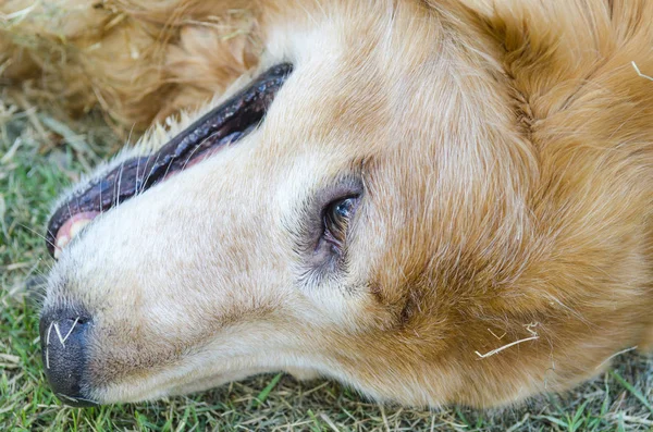 Portrait Dog — Stock Photo, Image