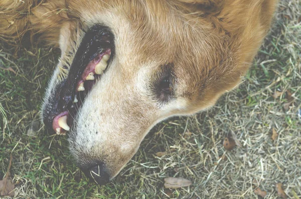Золотий Ретривер Собака Крупним Планом — стокове фото
