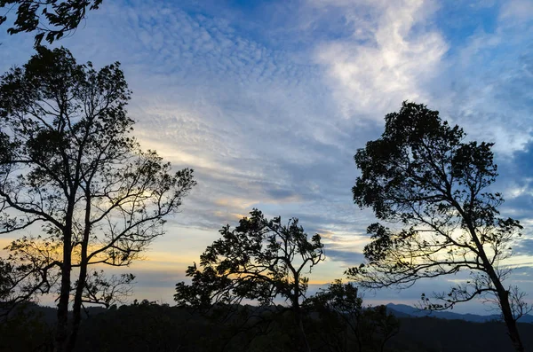 Ağaçlar güzel günbatımı arkaplanı