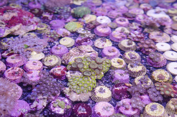 Koraal Kleurrijk Koraal Zeewater — Stockfoto