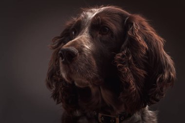 Kahverengi benekli Rus cocker spaniel, arka plan bulanık portresi