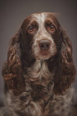 Kahverengi benekli Rus cocker spaniel, arka plan bulanık portresi