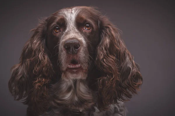 Retrato Marrom Manchado Russo Cocker Spaniel Fundo Borrado — Fotografia de Stock