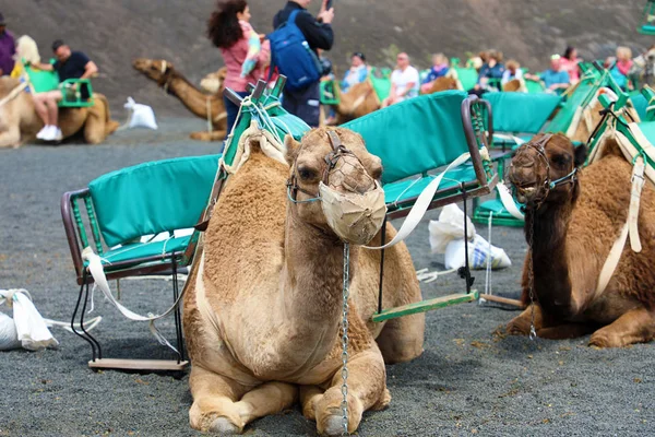 Camellos Con Bozal Descansando Esperando Que Los Turistas Lleguen Para — Foto de Stock