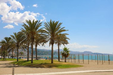 Palmiye ağaçları Malagueta Plajı, Malaga, İspanya