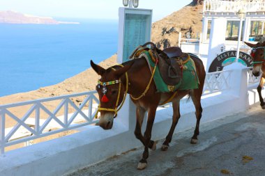 Santorini, Yunanistan - 19 Temmuz 2018: katır Santorini sokakta tırmanma. Bu hayvanlar eşekler ile bağlantı noktası aşağı ve geri boyunca kasaba ziyaretçilerinden almak ulaşım aracı olarak kullanılır.