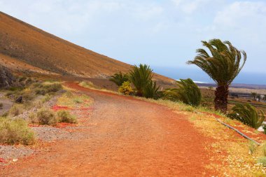 Lanzarote, Kanarya Adaları palmiye ağaçlarında olan kırmızı zemin yol
