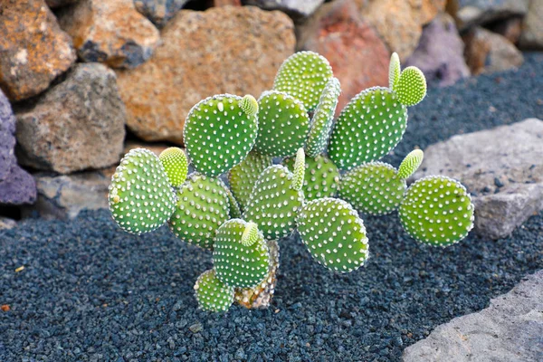 Bellissimo Cactus Tropicale Nel Jardin Cactus Villaggio Guatiza Lanzarote Isole — Foto Stock