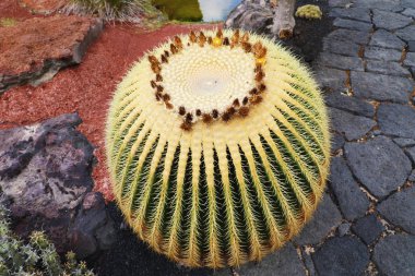 Kaktüs topu tropikal kaktüs Garden Jardin de kaktüs Guatiza Köyü, Lanzarote, Kanarya Adaları'nda