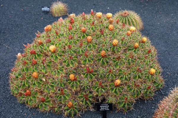 Ferocactus Robustus Jardin Cactus Garden Guatiza Wyspa Lanzarote — Zdjęcie stockowe