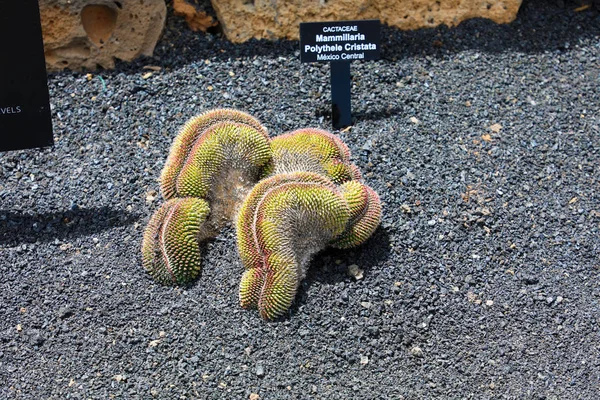 Mały Kaktus Nazwie Mammillaria Polythele Cristata Macierzystego Środkowego Meksyku Jardin — Zdjęcie stockowe