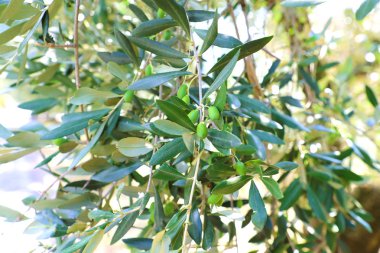 Olgunlaşmamış zeytin dalları üzerinde 