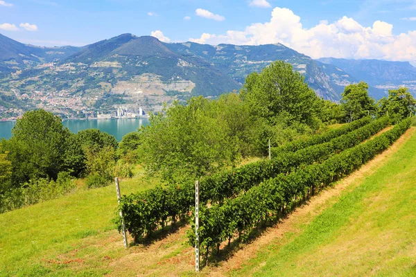 Weinberg Sonnigen Tag See Monte Isola Lombardei Italien — Stockfoto