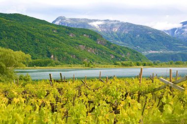 Göl Caldaro bağ, Kalterer bakın. Üzüm plantation yakın Caldaro göl Bolzano, South Tyrol, İtalya.