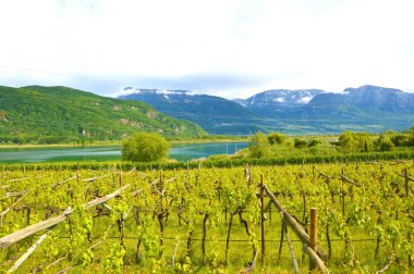 Göl Caldaro bağ, Kalterer bakın. Üzüm plantation yakın Caldaro göl Bolzano, South Tyrol, İtalya.