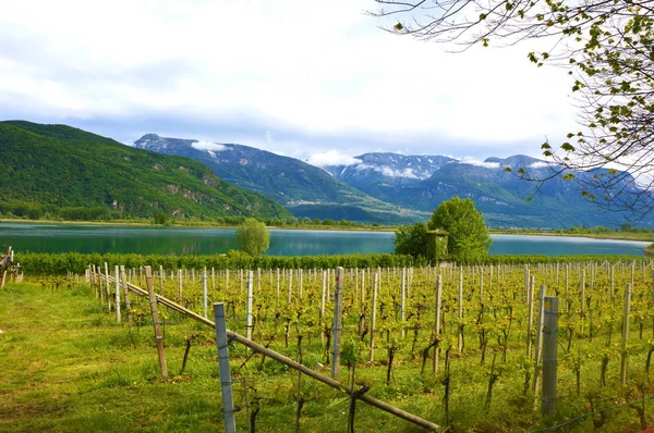 Lake Caldaro Vingård Kalterer Grape Plantation Nära Caldaro Lake Bolzano — Stockfoto