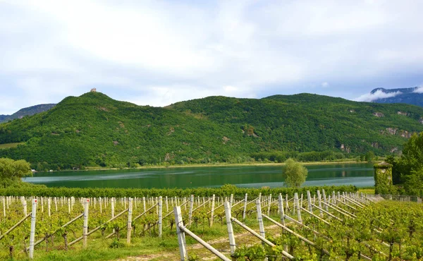 Lake Caldaro Vingård Kalterer Grape Plantation Nära Caldaro Lake Bolzano — Stockfoto
