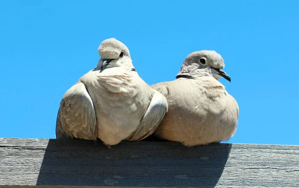 Pair of lovebirds on wood — Stock Photo, Image