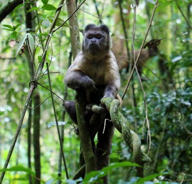 Sagui sao Paulo, Brezilya Pico do Jaragua dağ yolunda, ağaç üzerinde brezilyalı bir maymun