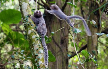 Saguis Brezilyalı maymunlar Sao Paulo Pico do Jaragua dağ, Brezilya yolda, ağaç atlar