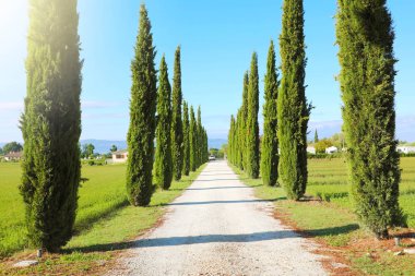 Tuscany 'de seyahat et. İtalya 'nın Toskana kırsalındaki bir selvi yolunun güzel ve huzurlu manzarası..