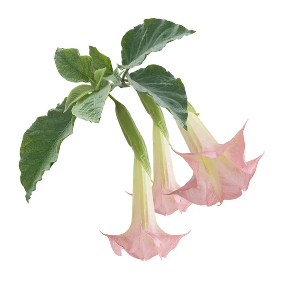 Beyaz Arka Plan Üzerinde Izole Angel Trompet Çiçekler — Stok fotoğraf