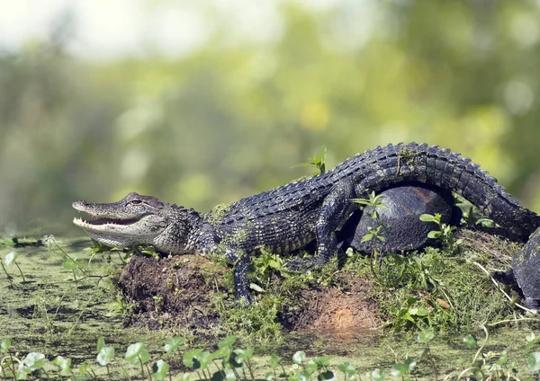 Young alligator sunning with turtles in Florida swamp