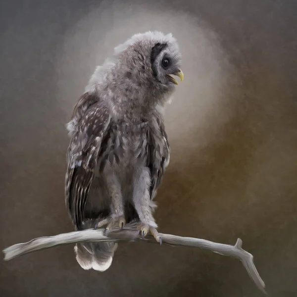 Ung Utesluten Owl Sittpinnar Branch Digital Målning — Stockfoto