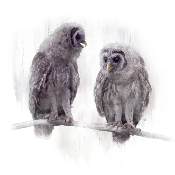 Young Barred Owls Perched Branch Watercolor Painting — Stock Photo, Image