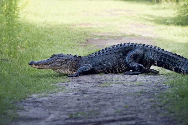 Aligator Amerykański Duży Poops Szlaku — Zdjęcie stockowe