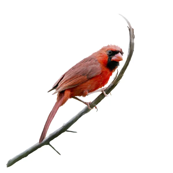 Male Northern Cardinal Watercolor Painting Isolated White Background — Stock Photo, Image