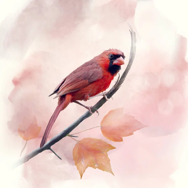 Mannelijke Northern Cardinal Aquarel — Stockfoto