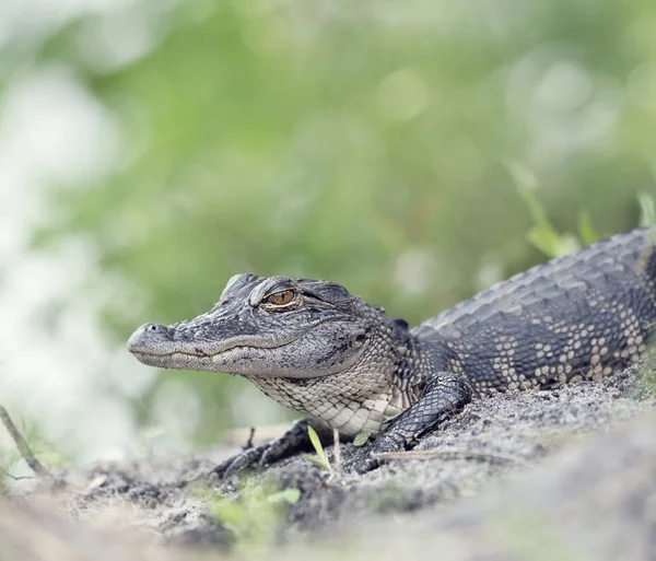 年轻美洲短吻鳄在佛罗里达湿地 — 图库照片