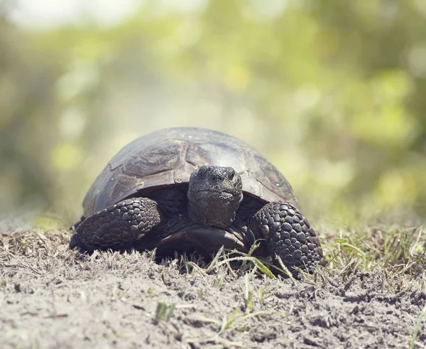 Gopher Tortoise Walks Camera Florida Wetlands — Stock Photo, Image